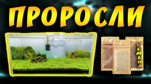 Аквариумные растения из семян с Алиэкспресс! Что выросло из семян с Китая!