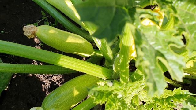 Когда лучше снять пленку с растений?//Кабачки требуют подкормки, а помидоры подвязки. смотреть онлайн