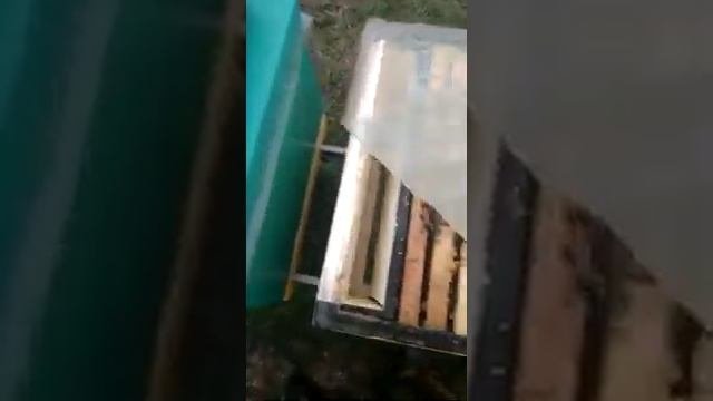 Как и когда обрабатывать пчёл от Клеща#изоляцияматок#Малыхин#изолятор#пчеловолство