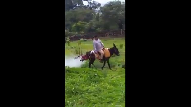 Смешные ослы Подборка про ослов 2018 смотреть онлайн