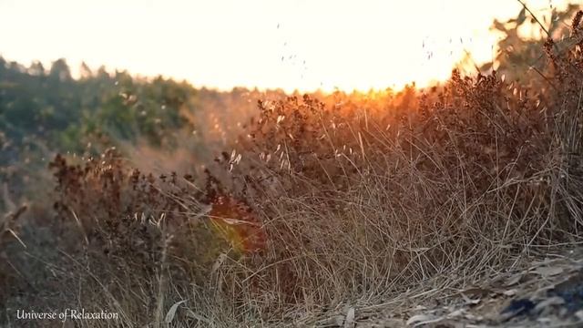 Звуки Природы, Пение Сверчков, Стрекотание Кузнечиков.