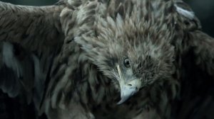 Film music recording  | Kamil Abdullin | Lendok 2015