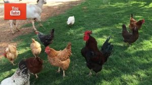 ПЕТУХ КУКАРЕКАЕТ И КУРИЦА 2021 Г - видео для детей , проект изучаем голоса и звуки животных