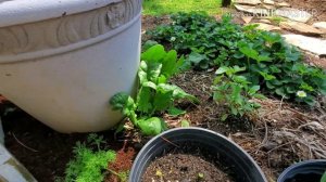 Garden Growth: Clematis, Sprouts and Compost