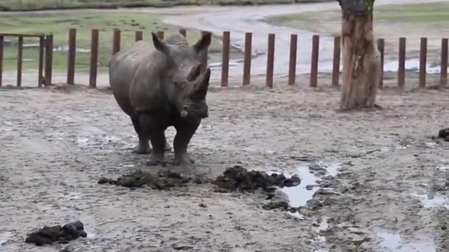 neushoorn смотреть онлайн