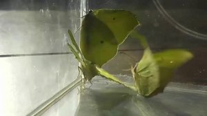 ИНСЕКТАРИЙ: 2.Лимонница (Gonepteryx rhamni)