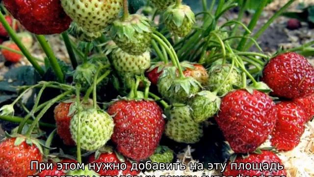 Клубника Богота смотреть онлайн