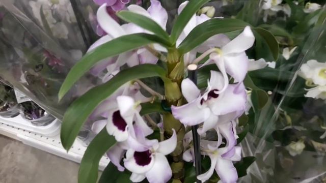 Обзор орхидей в Леруа Мерлен от 25.12.2018 смотреть онлайн