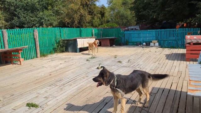 Гости в приюте и ужасная жара смотреть онлайн