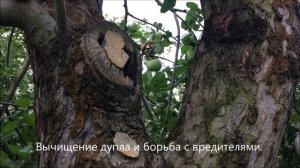 Как мы спасали старую яблоню.