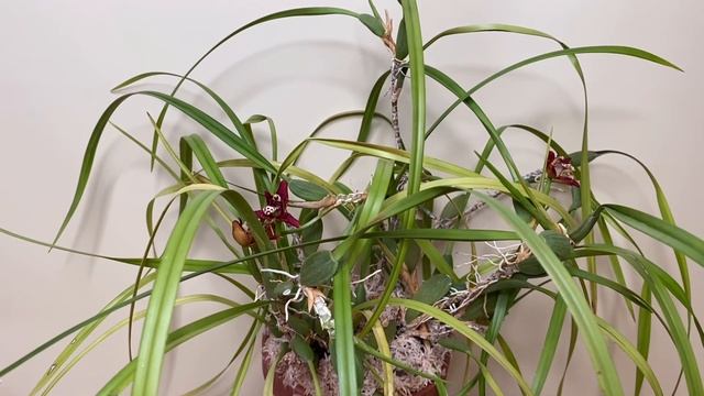 Цветение Maxillaria tenuifolia смотреть онлайн