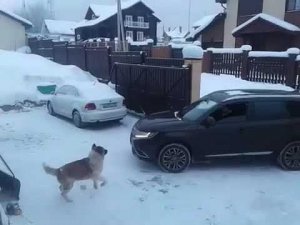 Как научить собаку не выбегать за ворота?