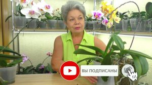 ЛЕНИВЫЙ ПОЛИВ Орхидеи - МОКРЫЕ ПЯТОЧКИ, в Коре и Керамзите. Когда это нужно? И когда МОЖНО?