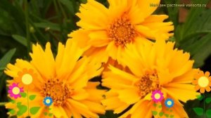 Кореопсис крупноцветковый Дабл зе Сан. Краткий обзор, описание coreopsis grandiflora Double the Sun