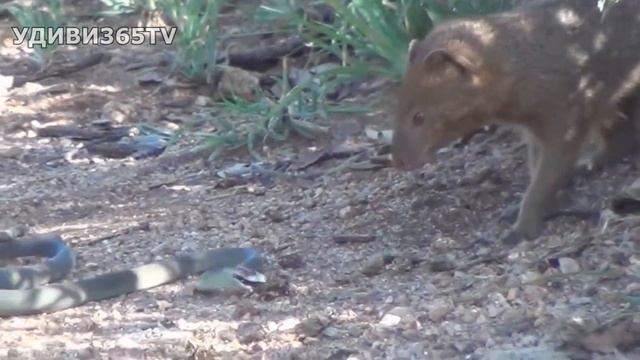 МАНГУСТ В ДЕЛЕ! Мангуст - укротитель змей. Секрет мангуста. Mongoose vs snakes смотреть онлайн
