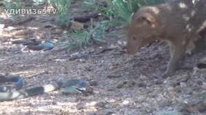 МАНГУСТ В ДЕЛЕ! Мангуст - укротитель змей. Секрет мангуста. Mongoose vs snakes