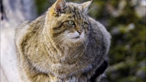 В Беларуси заметили лесного кота, который 90 лет считался вымершим.