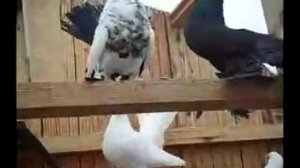 статные голуби КАМ