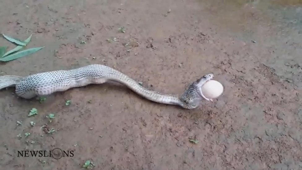 Яйца змей видео. Змея откладывает яйца через рот. Змея проглатывающая кобр.