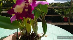 Blc. Hsinying Mariaoki 'Flamingo'