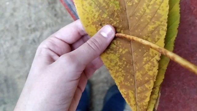 Оригинальный Блокнот из мусора (листьев) / DIY смотреть онлайн