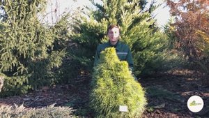 Сосна черная (Pinus nigra и обыкновенная (Pinus sylvestris). Обзор сортов