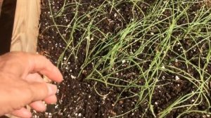 ONION - GROWING FROM SEED - UPDATE  [PART 2] (OAG 2015)