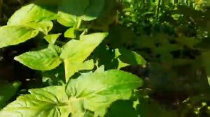 Мои 6 соток /Обзор/Цветы#мои6соток#хроника