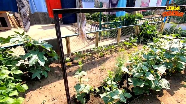 Травим на даче колорадского жука. Варим варенье. Мы семья. Обычные будни. Семья Соколовых смотреть онлайн