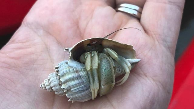 A Day Away Kayak Tour - Merritt Island National Wildlife Refuge - Florida Travel смотреть онлайн