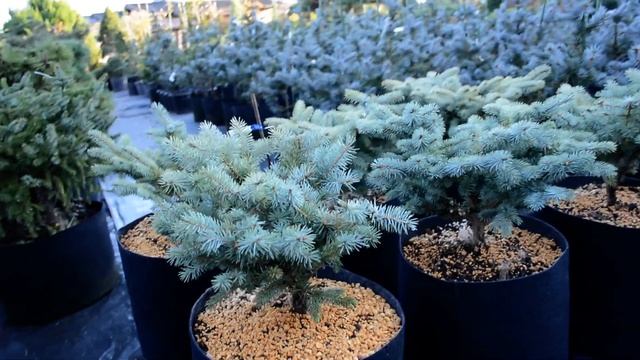 picea pungens glauca globosa смотреть онлайн