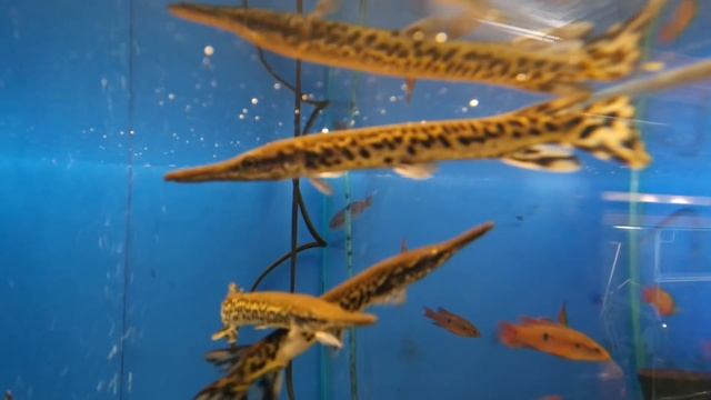 Панцирная щука в аквариуме. смотреть онлайн