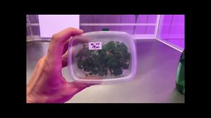 Введение в микроклональное размножение.