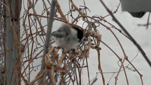 Синичка гаичка Пухляк