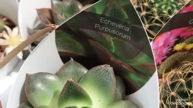 В Оби завезли новые Суккуленты и Кактусы! смотреть онлайн