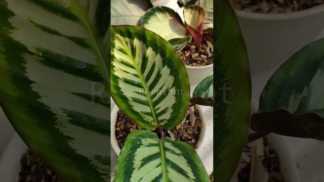 Calathea corra ori vs corra x/hybrid #calathea #corra