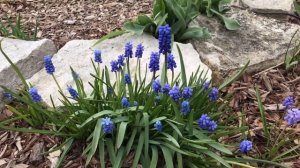 Muscari Armeniacum - Grape Hyacinth
