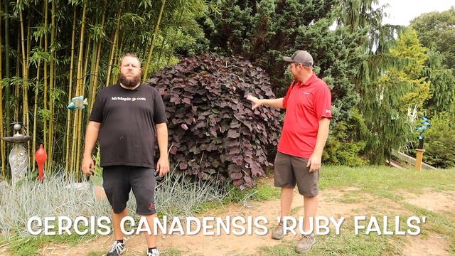 Cercis Canadensis 'Ruby Falls' Weeping Redbud Tree in the Blue Ridge Daylilies Garden смотреть онлайн