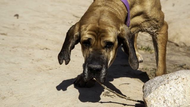 FACTS ABOUT BLOODHOUND DOG BREED смотреть онлайн