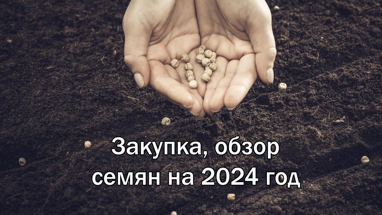 Закупка, обзор семян на 2024 год