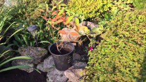 МЕТЕЛЬЧАТЫЕ ГОРТЕНЗИИ. ОСЕННЯЯ ПОСАДКА. Литл Спуки, Литл Пассион.