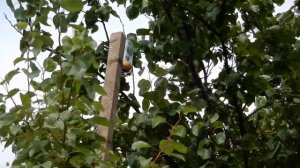 Как снять абрикос с высокого дерева без стремянки? Лайфхак)))