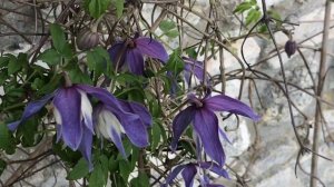 Clématite des Alpes 'Clematis alpina Francis Rivis' Des clochettes bleue violette.