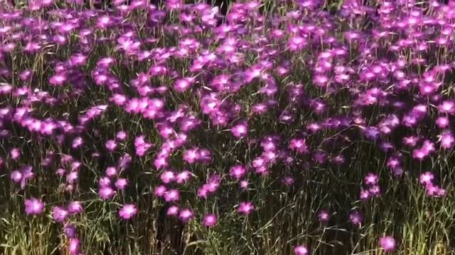 Agrostemma Flower ( Corncockle Flower ) | Red Verbena Flower | Coastal Rosemary | Rubra Pink Dogwoo