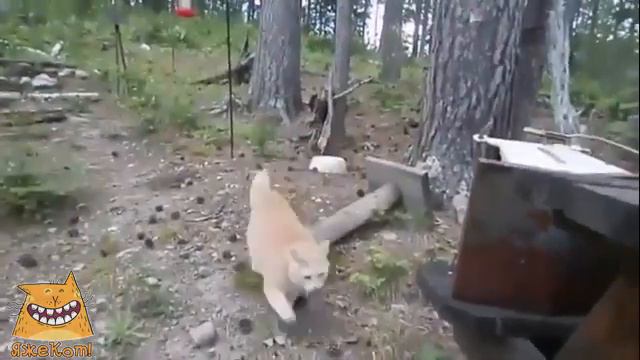 Охотничий кот смотреть онлайн