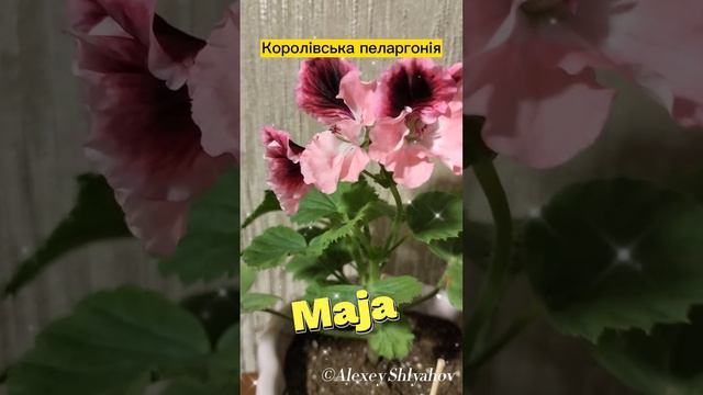 Королівська пеларгонія Maja (Мая)