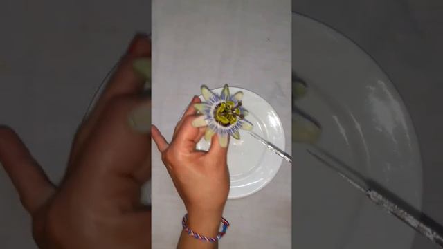 Passiflora Caerulea смотреть онлайн