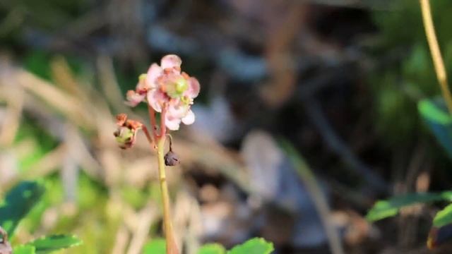 Зимолюбка зонтичная Chimáphila umbelláta смотреть онлайн