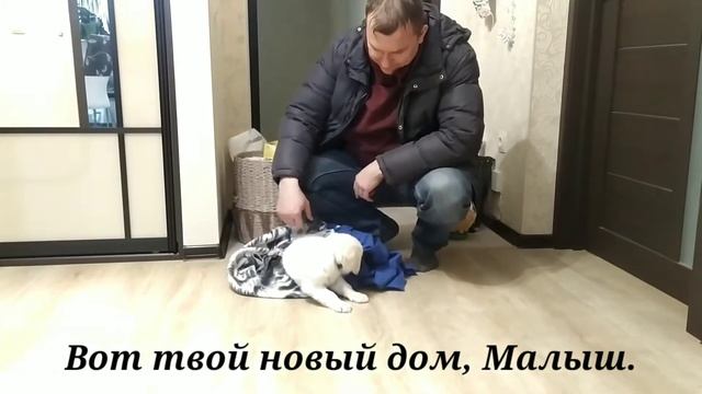 2#ФилЛори. Едем за щенком смотреть онлайн