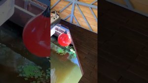 Эллинг для катера. Скрытый подъёмник.